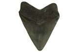 Fossil Megalodon Tooth - Georgia #338616-2